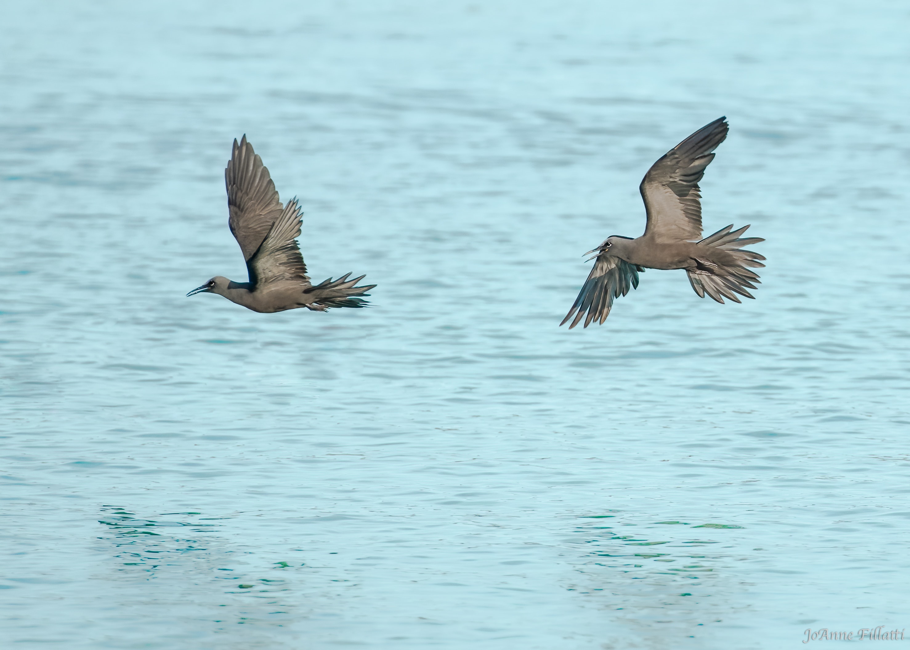 bird of galapagos image 19